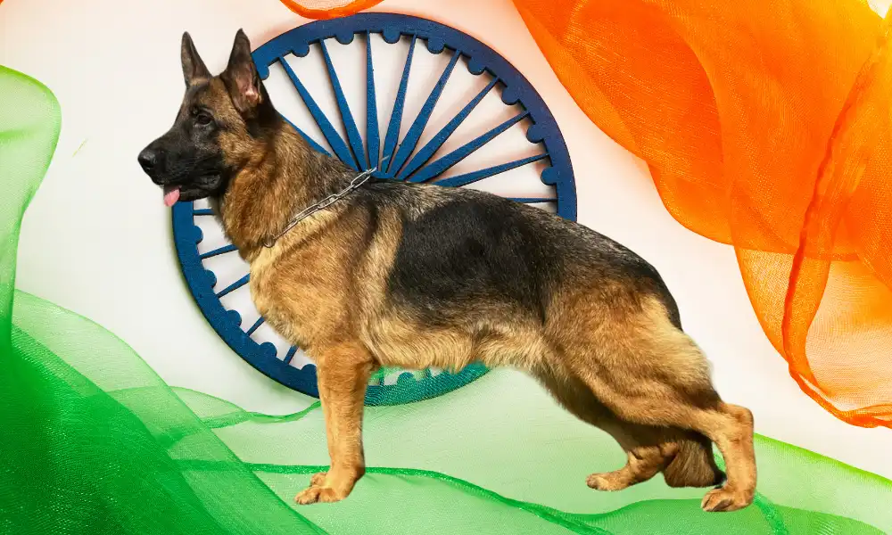 05+ Top German Shepherd Breeders in India