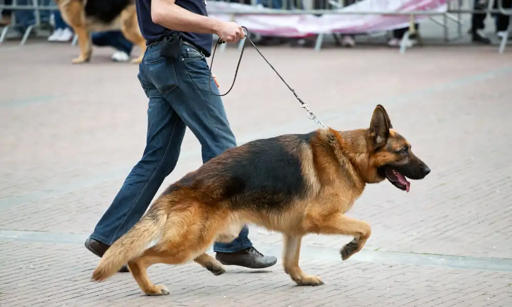 Best Way to Take German Shepherd for Walk