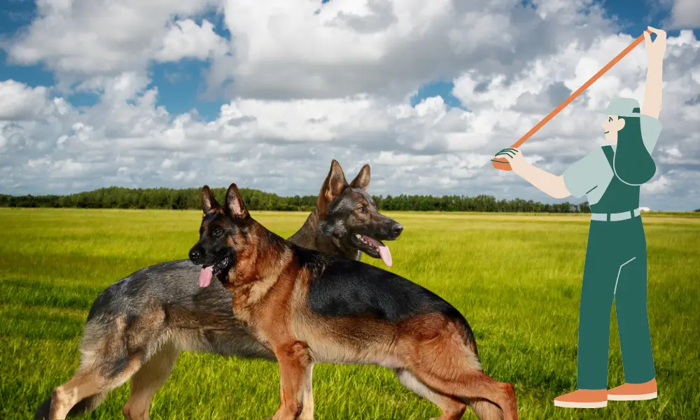 How to Measure Height & Length of German Shepherd