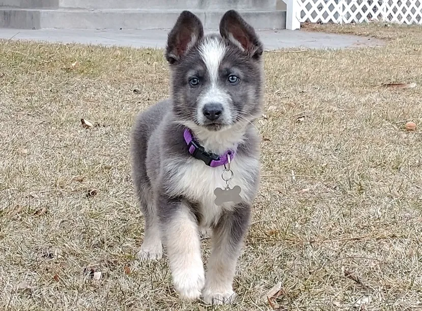 German Shepherd Coat Color Patterns And Variations