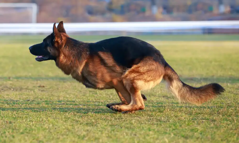 German Shepherd Running Abilities: Speed, Distance, Endurance