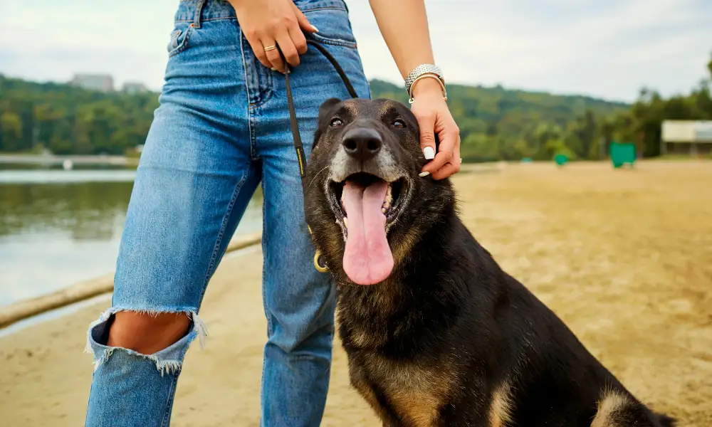 How to Tell if German Shepherd Feels Comfortable Around You