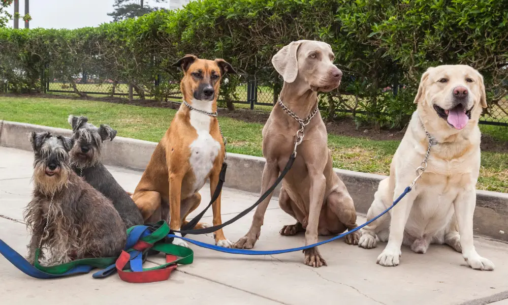 What Factors Determine If Two Dog Breeds Are Compatible For Breeding?