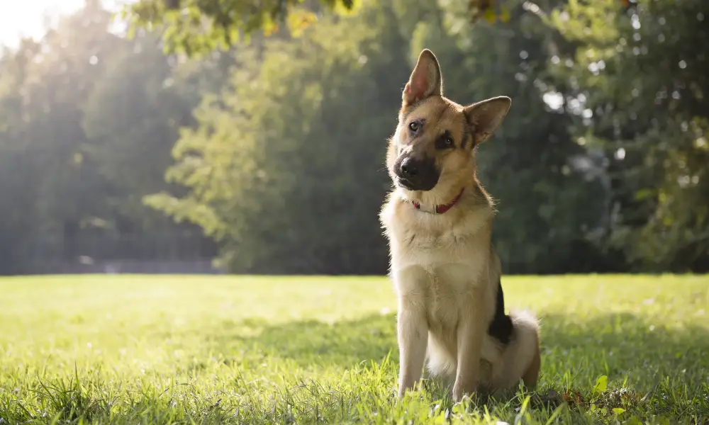 Enhanced Sound Localization - German Shepherds Enhanced Sound Localization - German Shepherds