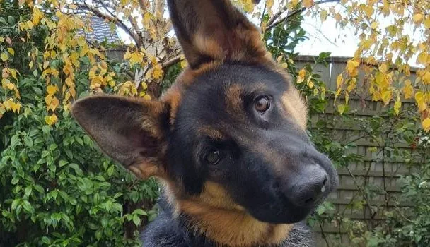 Reinforced by Human Reaction - German Shepherd Head Tilt Reinforced by Human Reaction - German Shepherd Head Tilt