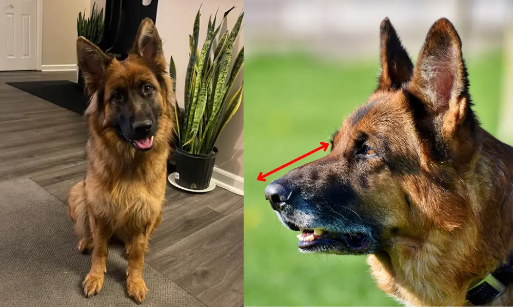 German Shepherds tilt their heads more than other dogs is anatomical: their long muzzles can partially obstruct their field of vision when looking directly at a human face. German Shepherds tilt their heads more than other dogs is anatomical: their long muzzles can partially obstruct their field of vision when looking directly at a human face.