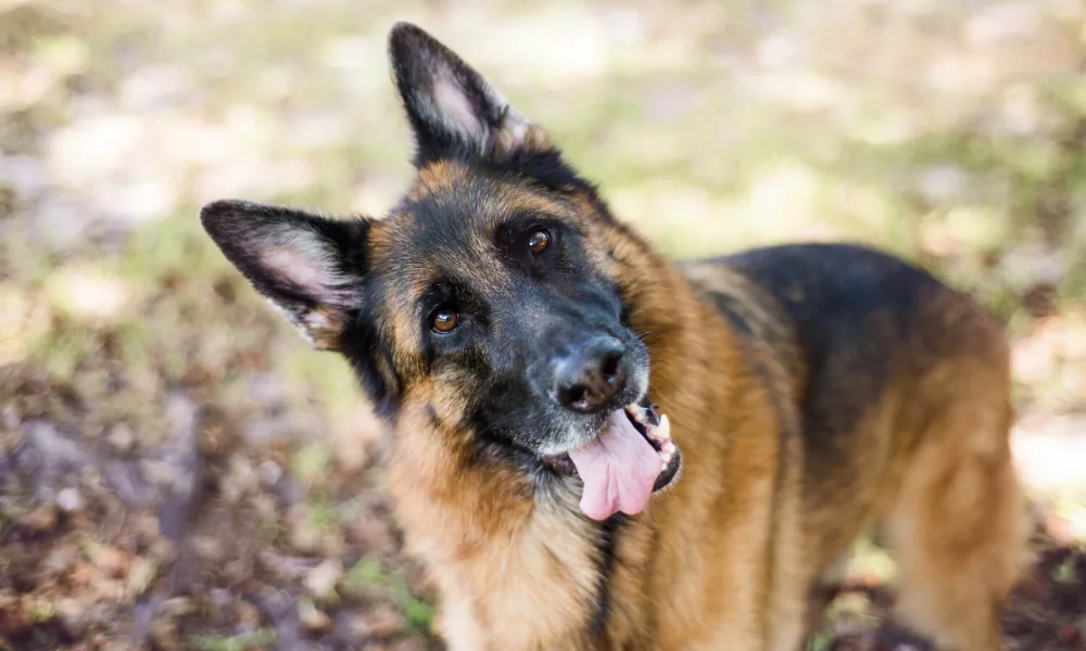 Why Do German Shepherds Tilt Heads More Than Other Dogs