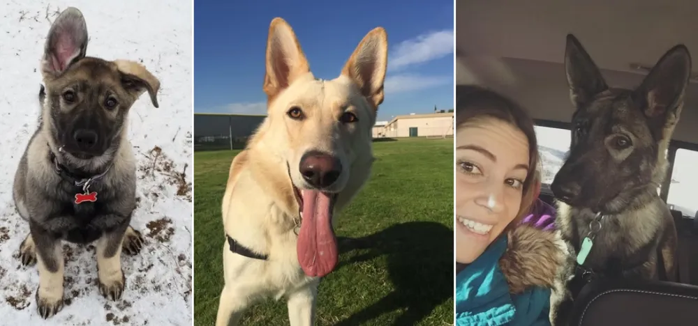 CS Vista Farms German Shepherd California Breeder - Selfless Beings CS Vista Farms German Shepherd California Breeder - Selfless Beings