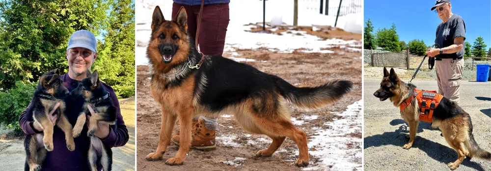 Central Coast German Shepherds California Breeder - Selfless Beings Central Coast German Shepherds California Breeder - Selfless Beings