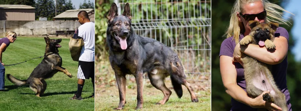 Kreative Kennels California German Shepherd Breeder - Selfless Beings Kreative Kennels California German Shepherd Breeder - Selfless Beings