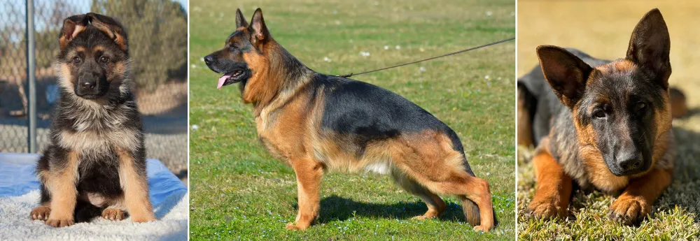 Lundborg-Land German Shepherds California Breeder Lundborg-Land German Shepherds California Breeder