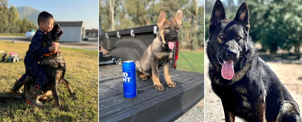 Mountain Valley K-9 German Shepherd breeders - California Mountain Valley K-9 German Shepherd breeders - California