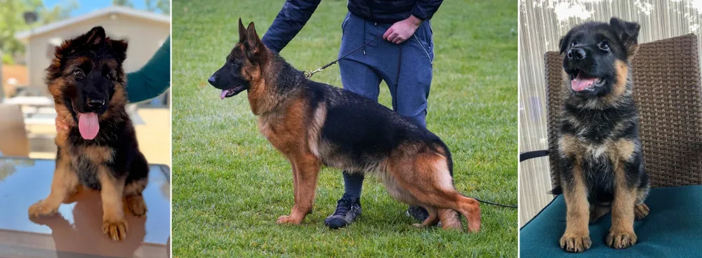 Riohaus Shepherds German Shepherd California Breeder Riohaus Shepherds German Shepherd California Breeder