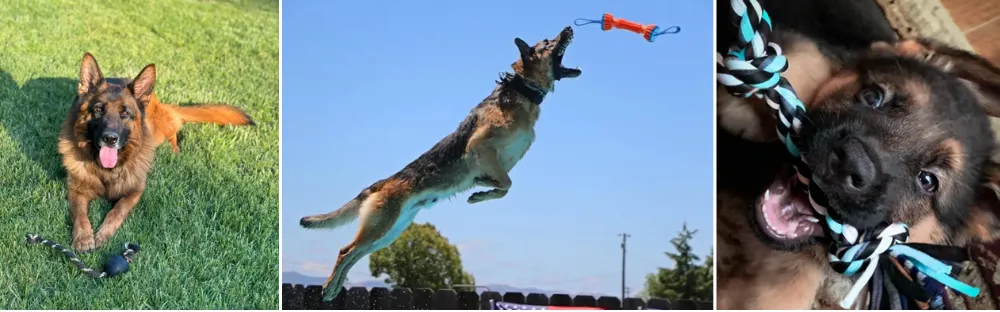 Vom Walters Kennels - German Shepherd Breeders in California Vom Walters Kennels - German Shepherd Breeders in California