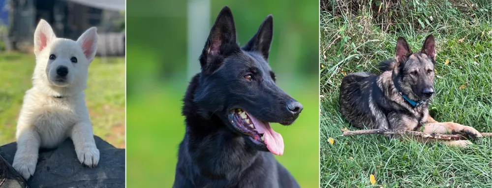 White German Shepherd's Of Arctic Manor German Shepherd California Breeder - Selfless Beings White German Shepherd's Of Arctic Manor German Shepherd California Breeder