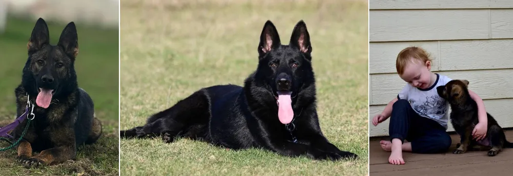Yosemite Shepherds German Shepherd breeders California Yosemite Shepherds German Shepherd breeders California