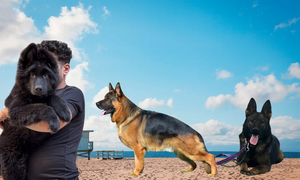 10+ Top German Shepherd Breeders in California