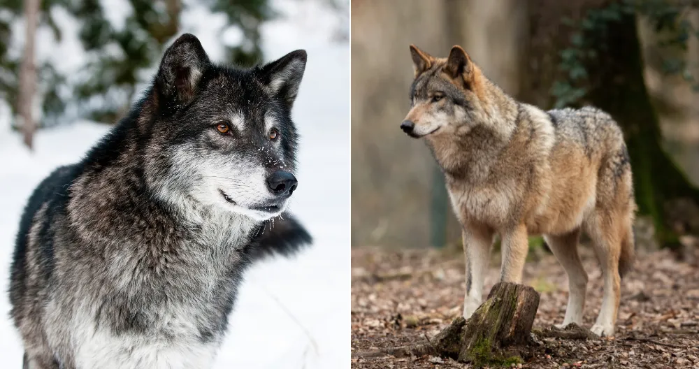 Grey Wolf origin and evolution Grey Wolf origin and evolution.