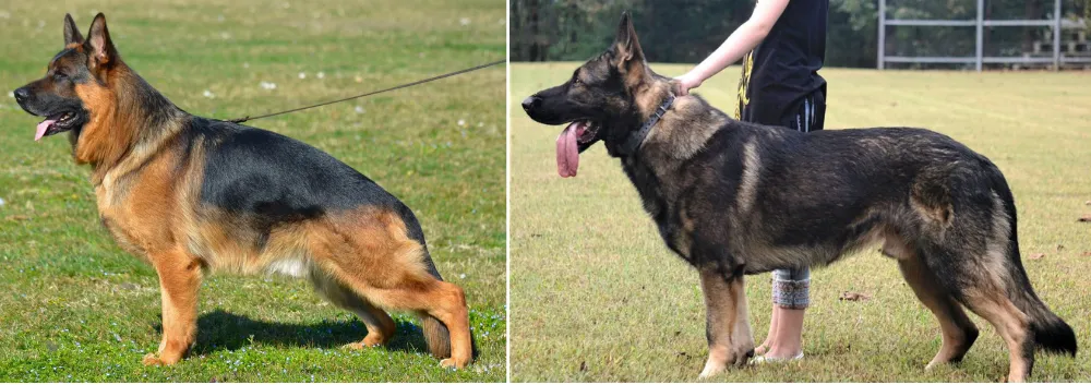 Modern Day German Shepherd vs Working Line German Shepherd Modern Day German Shepherd vs Working Line German Shepherd