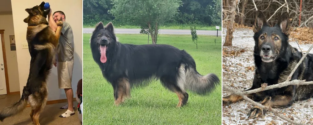 Old-fashioned straight back German Shepherd comparison with grey wolf. Old-fashioned straight back German Shepherd comparison with grey wolf.