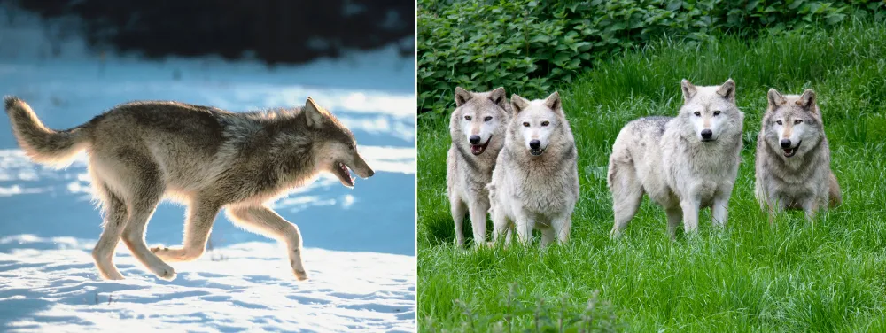 Behavior and Temperament of wolves Behavior and Temperament of wolves