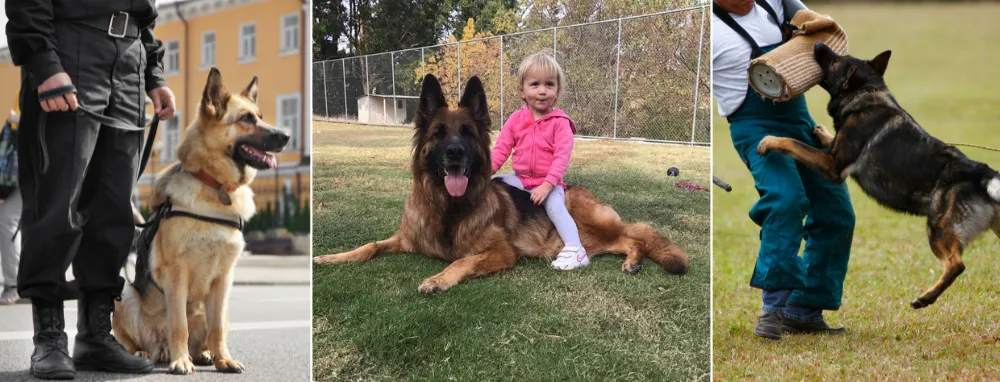 Behavior and Temperament of German Shepherd Behavior and Temperament of German Shepherd