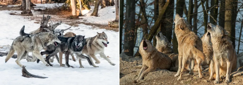 Wolves possess raw intelligence suited for survival, strategic hunting, and adapting to wild environments. Wolves possess raw intelligence suited for survival, strategic hunting, and adapting to wild environments.