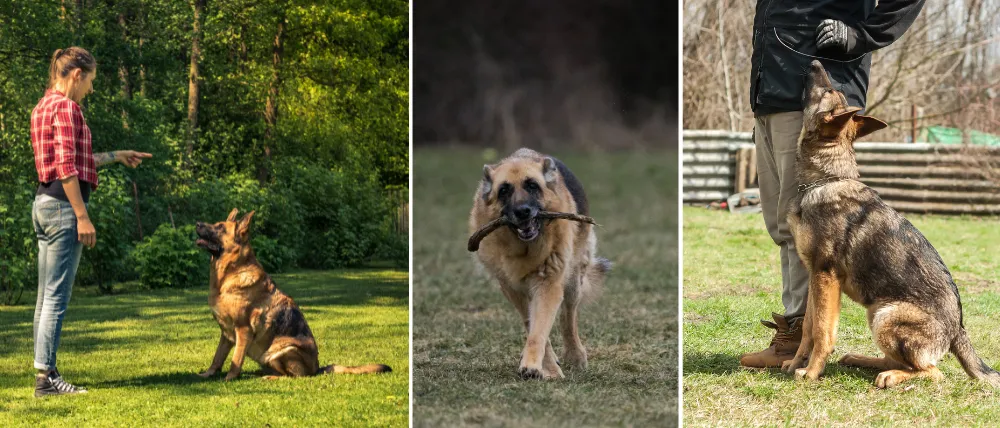 Intelligence and Trainability of German Shepherds Intelligence and Trainability of German Shepherds