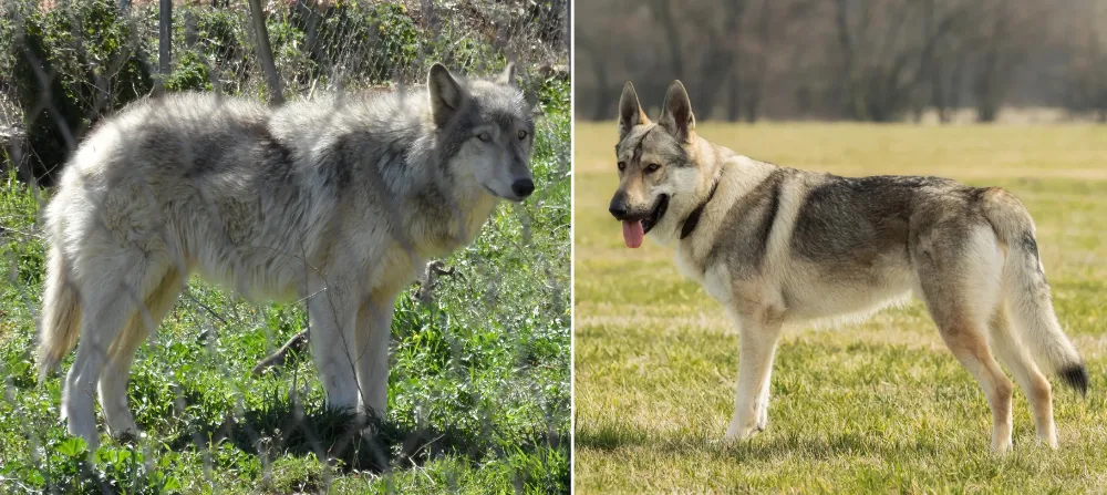 Hybrid Warning: The Wolf-Dog Dilemma Hybrid Warning: The Wolf-Dog Dilemma