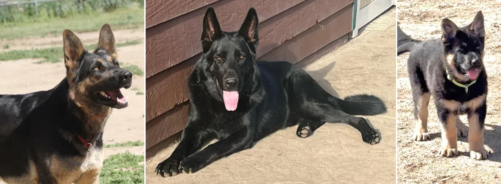 Von Ward Kennels German Shepherd California Breeder - Selfless Beings Von Ward Kennels German Shepherd California Breeder - Selfless Beings