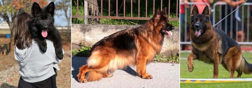 Arialand Kennel  - German Shepherd Breeders Texas