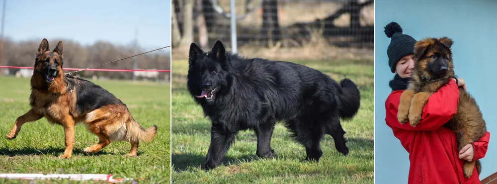 Emi K-9 German Shepherd Dallas  - German Shepherd Breeders Texas