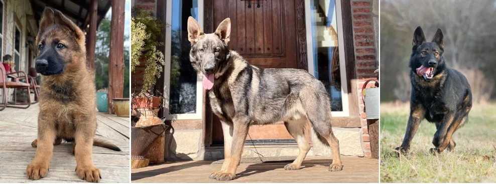 Giant German Shepherds  - German Shepherd Breeders Texas