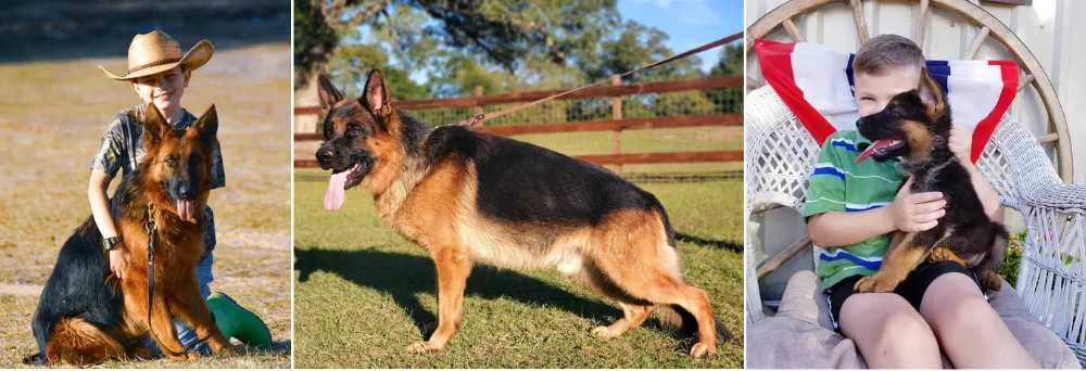 Heritage Hills Ranch - German Shepherds