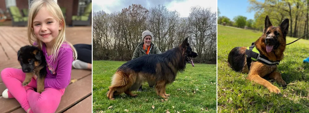 Kaiser German Shepherds  - German Shepherd Breeders Texas