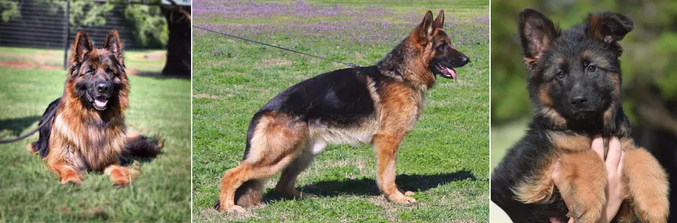 Kappel Kennel  - German Shepherd Breeders Texas