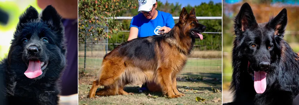 King Of Zion German Shepherds  - German Shepherd Breeders Texas