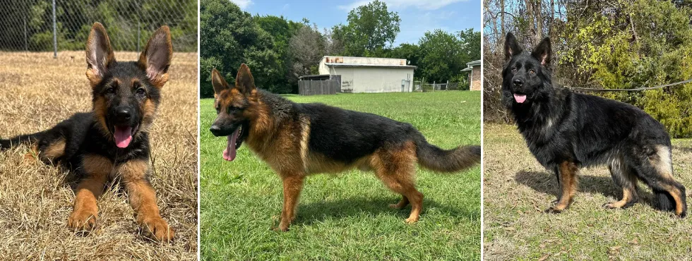 Nevada Haus German Shepherd Breeders