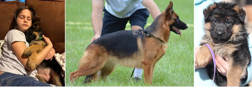 Nobleheim German Shepherds   - German Shepherd Breeders Texas