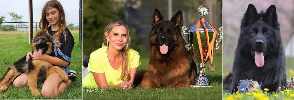 Romuender German Shepherd Dogs  - German Shepherd Breeders Texas