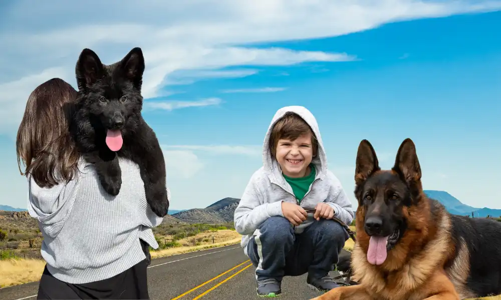 10+ Top German Shepherd Breeders in Texas