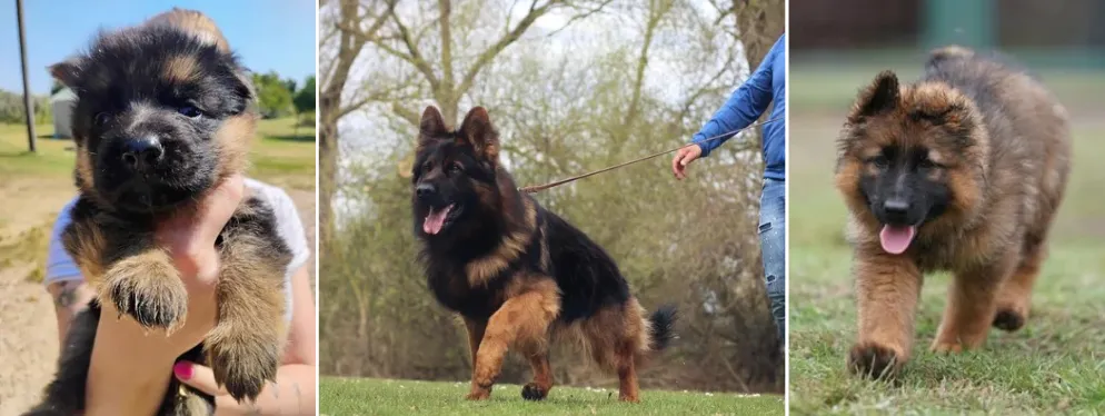 Vom Cronje Haus German Shepherds   - German Shepherd Breeders Texas