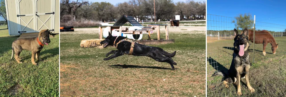 Vom Rheinadler German Shepherd Breeders Texas