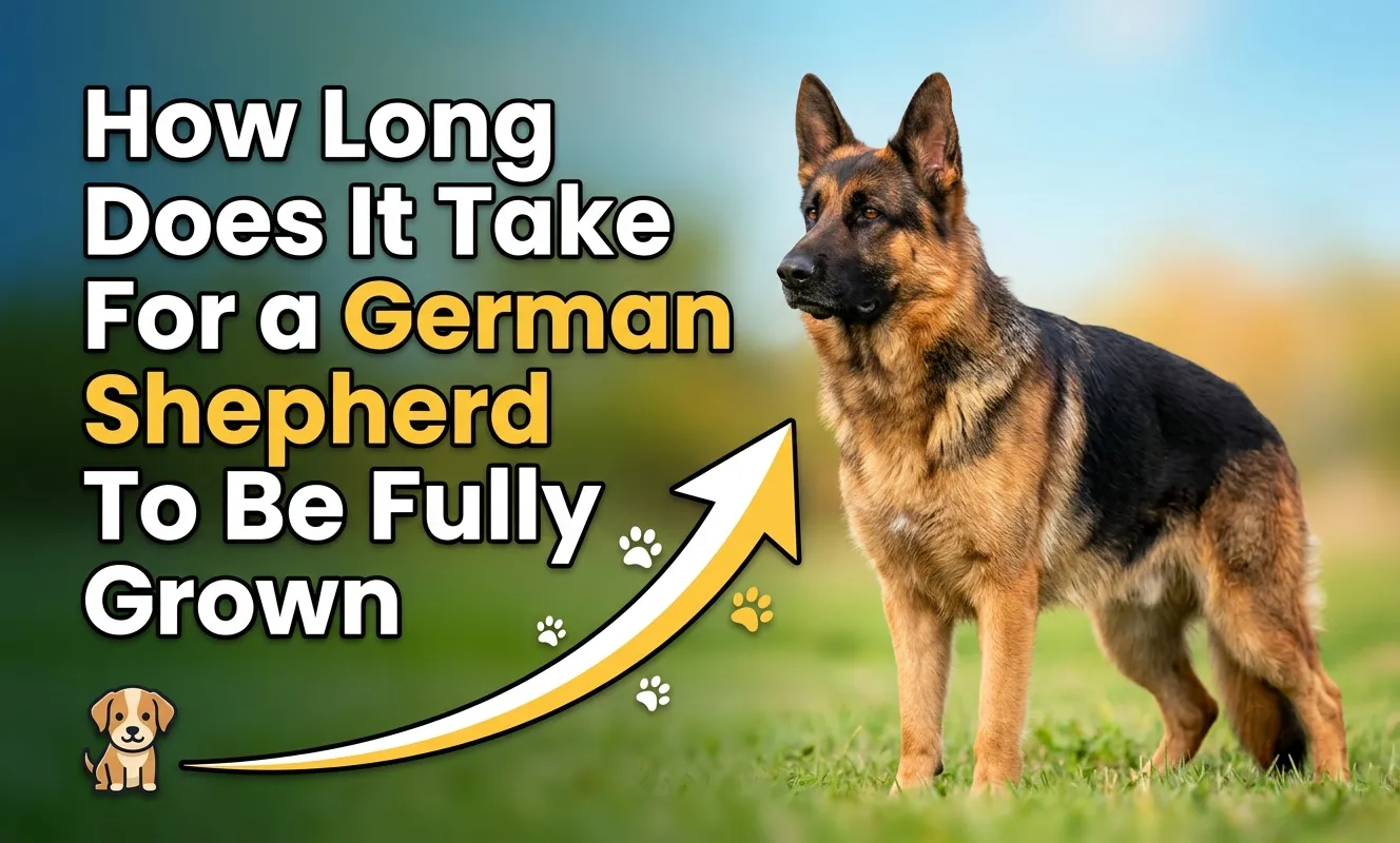 How Long Does It Take For a German Shepherd To Be Fully Grown